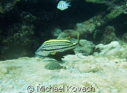 Spanish Grunt on inside reef at Lauderdale by the Sea by Michael Kovach 